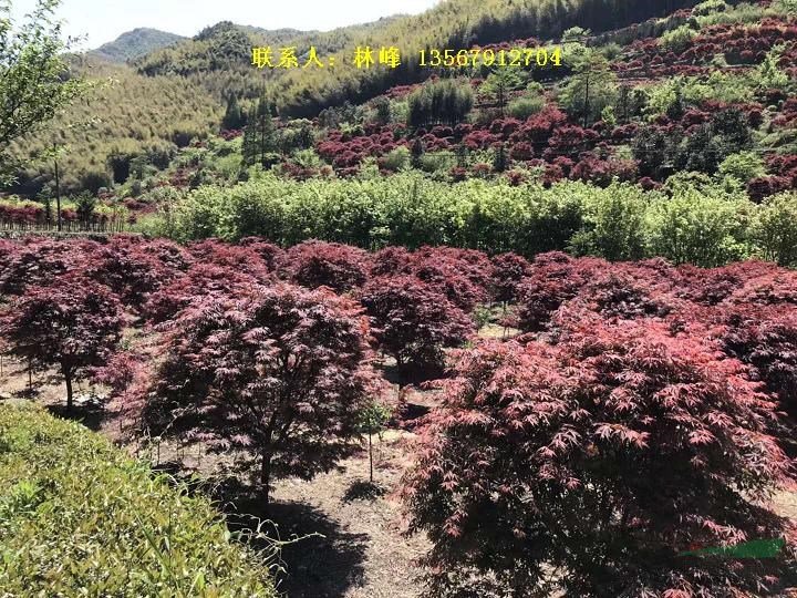 余姚红枫|秋季旅游 看红枫山层林尽染