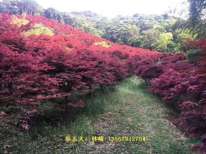 余姚红枫|秋季旅游 看红枫山层林尽染