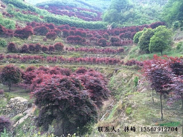 余姚红枫|秋季旅游 看红枫山层林尽染