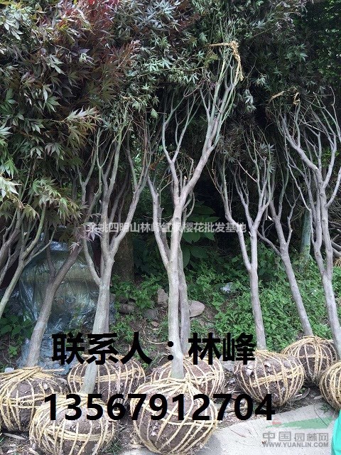 四明山红枫 中国红枫之乡四明山特产