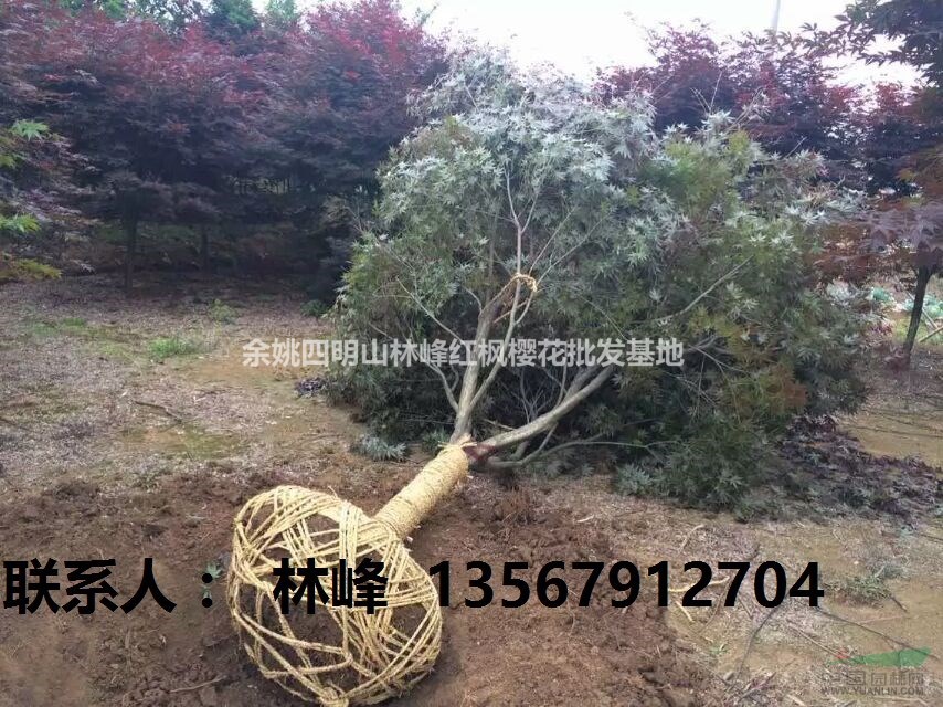 四明山红枫 中国红枫之乡四明山特产