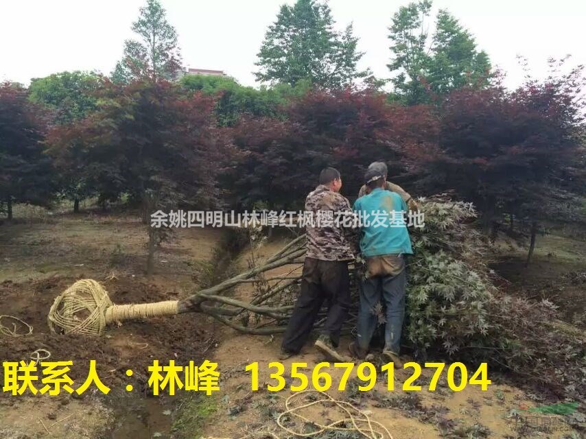 四明山红枫 中国红枫之乡四明山特产