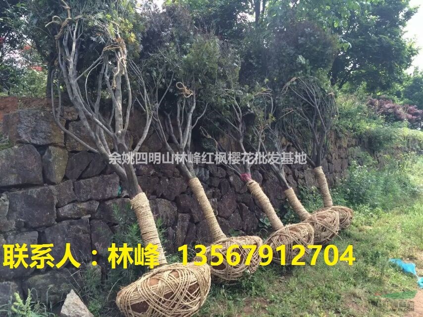 浙江红枫|红枫盛宴 现代版“停车坐爱枫林晚