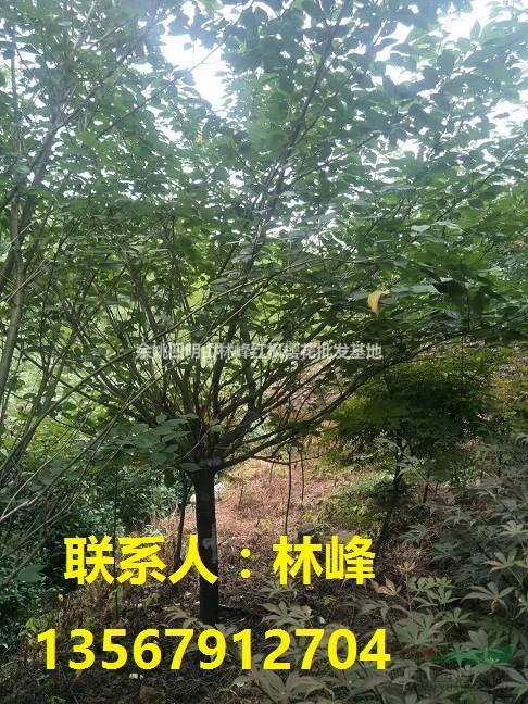 浙江樱花：基地樱花苗待出售|苗木资讯