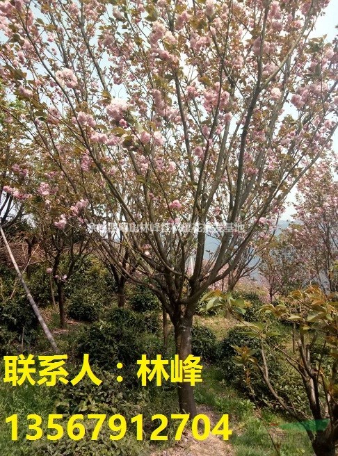 浙江樱花：基地樱花苗待出售|苗木资讯