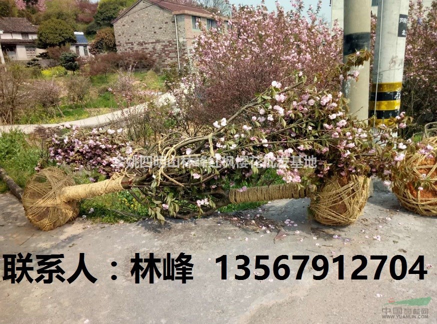 浙江樱花：基地樱花苗待出售|苗木资讯