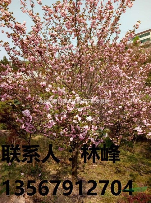 四明山樱花 引领中国樱花第一品牌