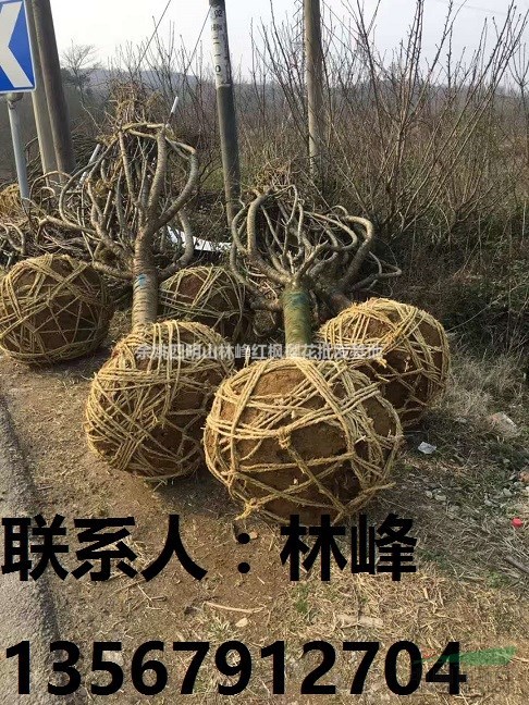 四明山樱花 引领中国樱花第一品牌