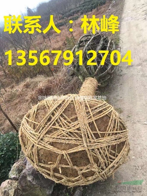 四明山樱花 引领中国樱花第一品牌