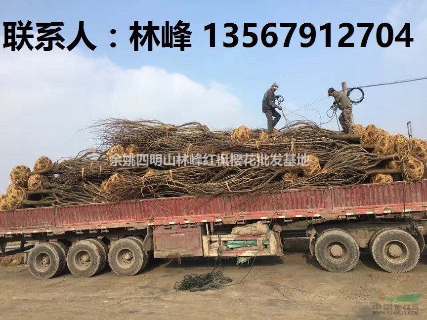 余姚樱花将何去何从？一句话剖析秋季市场