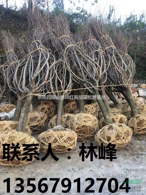 余姚樱花将何去何从？一句话剖析秋季市场