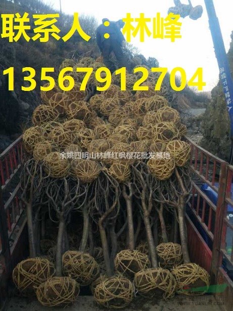 四明山樱花苗木：和樱花牌热水器没关系