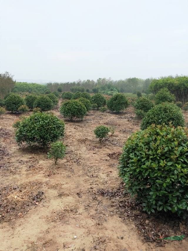 常年供应安徽栾树，红叶李，紫薇，香樟，金桂，大叶女贞，海桐球