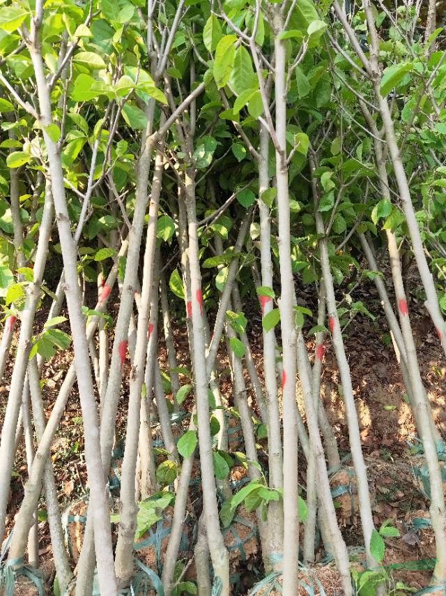 常年供應安徽欒樹，紅葉李，紫薇，香樟，金桂，大葉女貞，海桐球