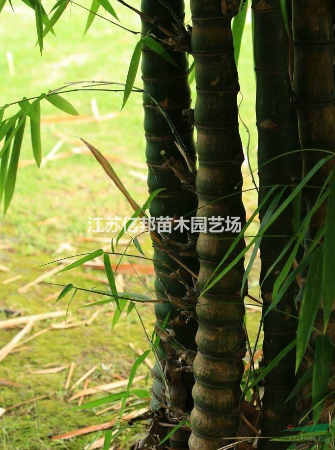 供應(yīng) 羅漢竹 羅漢竹苗