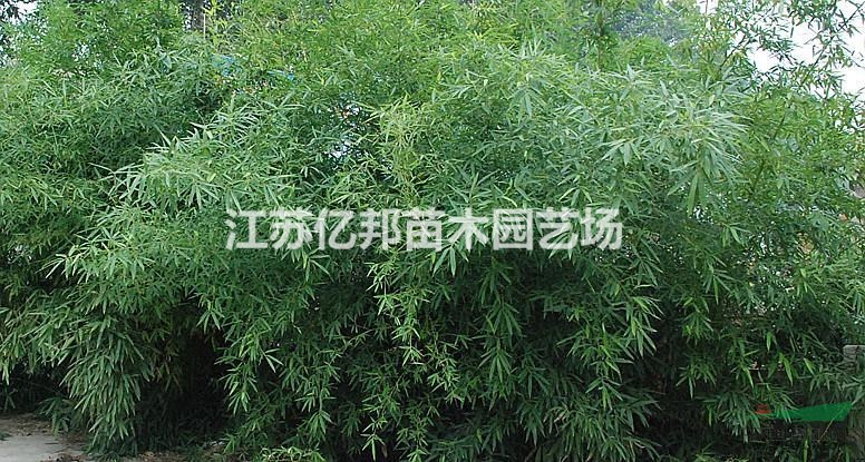  早園竹 早園竹苗 