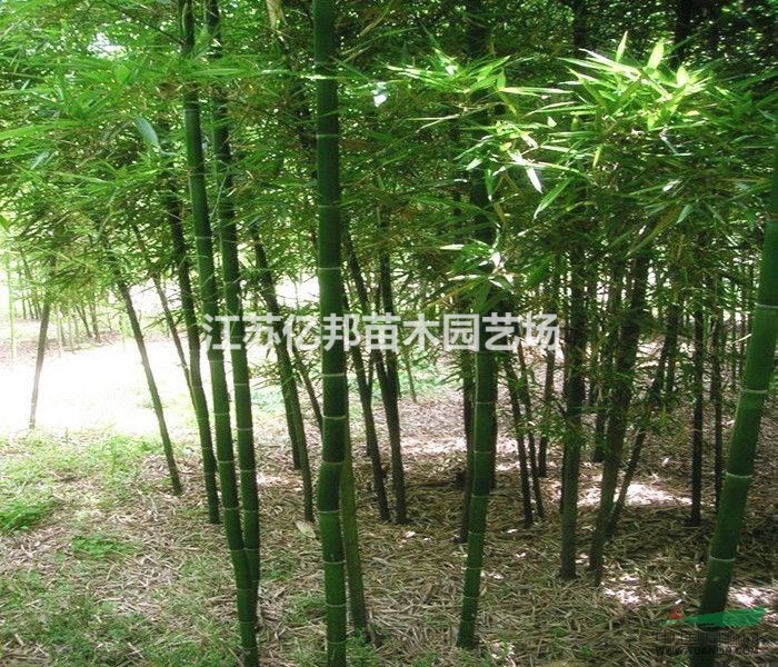  早園竹 早園竹苗 