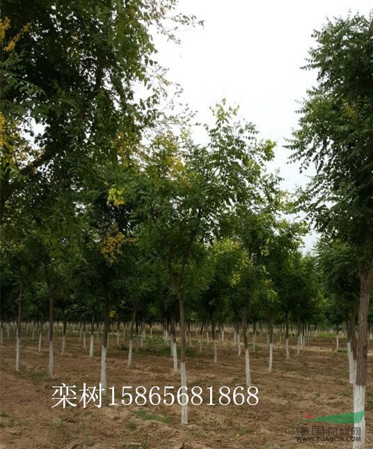 移栽3年6公分國槐價格介紹 詢價采購公告