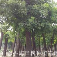 9公分截桿發(fā)冒一年國槐處理法桐