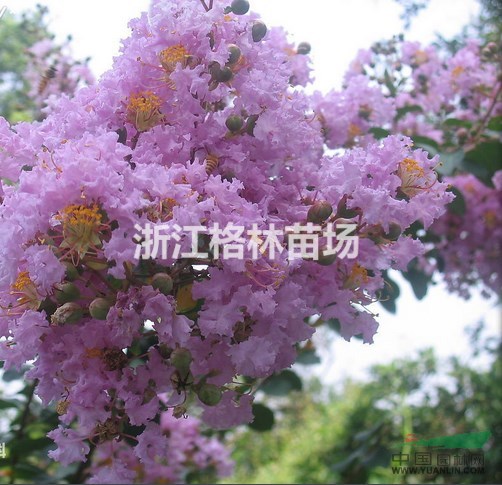 紫薇紫薇价格