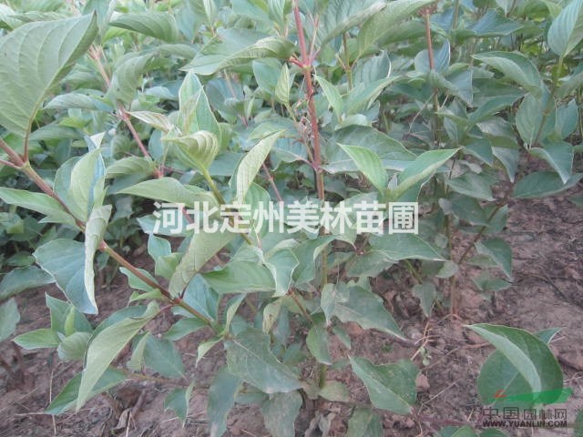 自产自销 红瑞木 红瑞木小苗 最低价供应