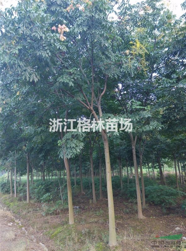 栾树栾树价格
