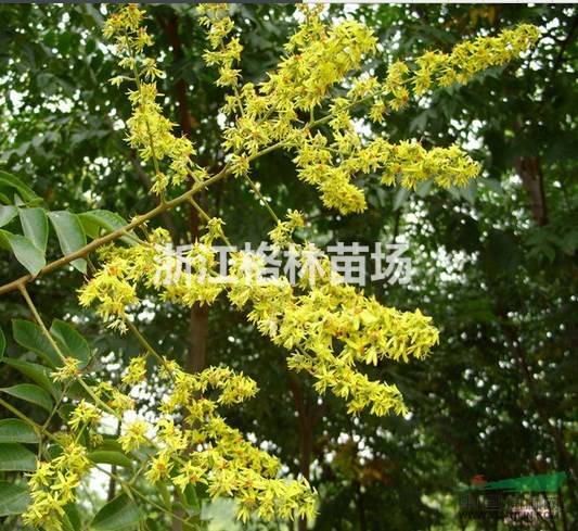 栾树栾树价格