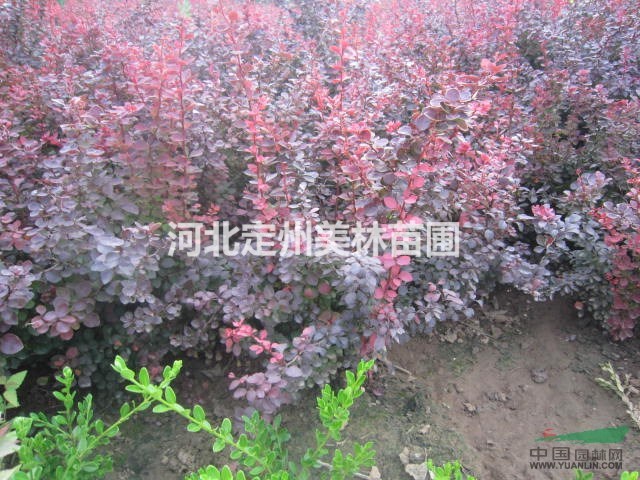 红叶小檗价格 红叶小檗基地 低价主产专卖红叶小檗
