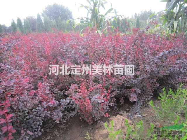 红叶小檗价格 红叶小檗基地 低价主产专卖红叶小檗