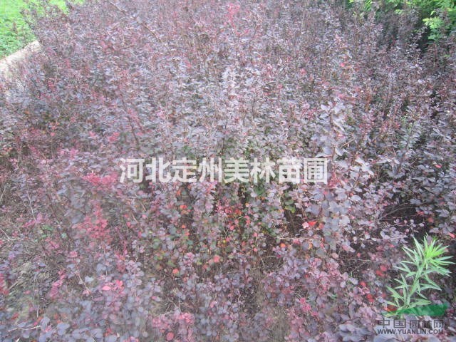 红叶小檗价格 红叶小檗基地 低价主产专卖红叶小檗
