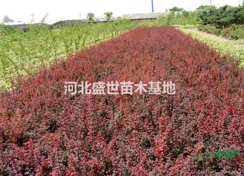 優質的紅葉小檗多少錢 最新的紅葉小檗報價