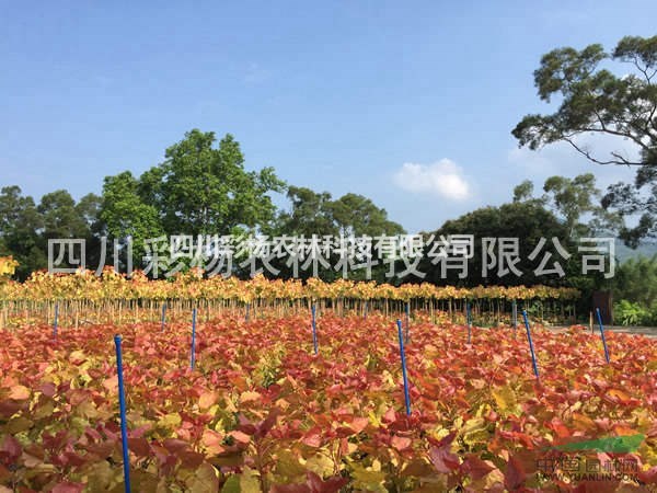 原生“紅霞楊”金紅楊價(jià)格，1公分2公分3公分原生苗、小苗、扦