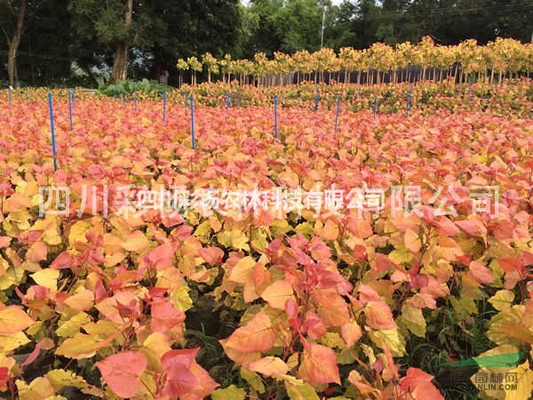 原生“紅霞楊”金紅楊價(jià)格，1公分2公分3公分原生苗、小苗、扦