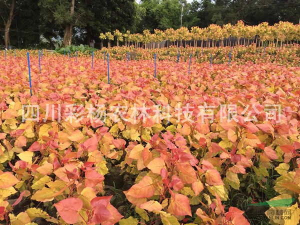 原生“紅霞楊”金紅楊價(jià)格，1公分2公分3公分種苗、原生小苗、