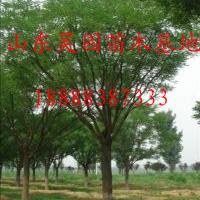  40公分國(guó)槐*新價(jià)格