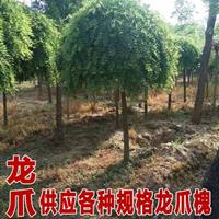  42公分國(guó)槐*新價(jià)格