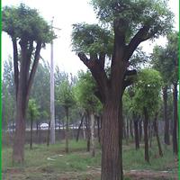  45公分國(guó)槐*新價(jià)格