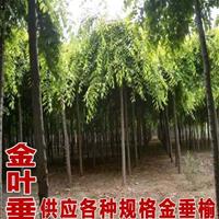 *新國(guó)槐價(jià)格 64公分國(guó)槐