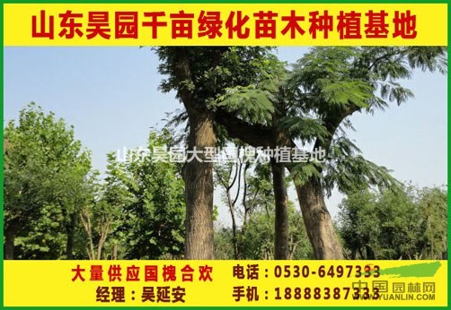 最新 20公分國槐價(jià)格