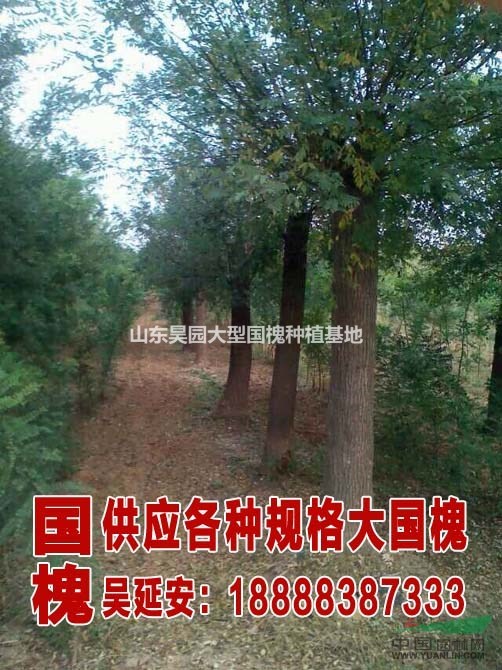 最新 19公分國(guó)槐價(jià)格