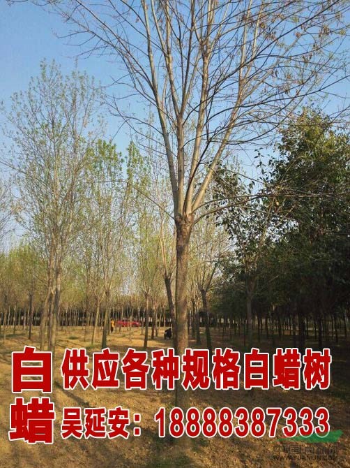  最新國槐價(jià)格  24公分國槐