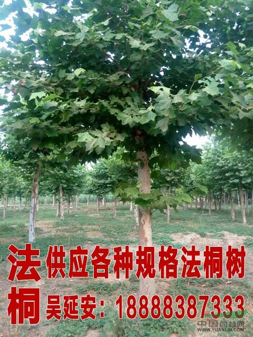  最新國槐價(jià)格  24公分國槐