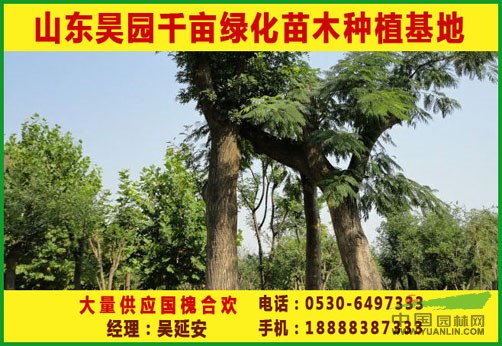  最新國槐價(jià)格  21公分國槐