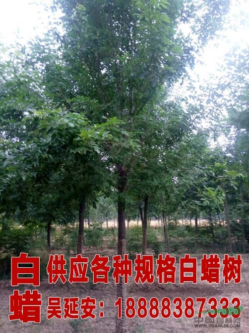  最新國槐價格  18公分國槐
