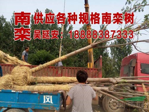  最新國槐價(jià)格  17公分國槐