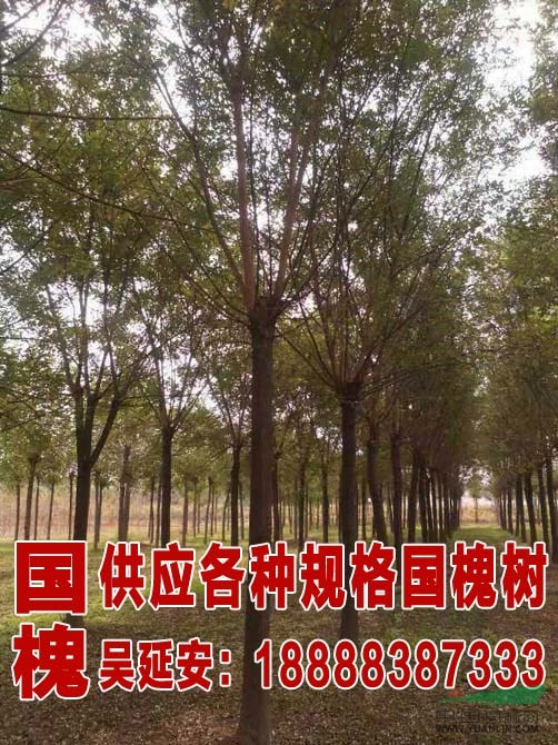  最新國槐價格  15公分國槐