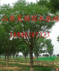  最新國槐價格  15公分國槐