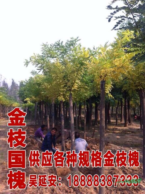  最新國槐價格  13公分國槐