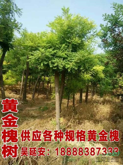  最新國槐價格  12公分國槐