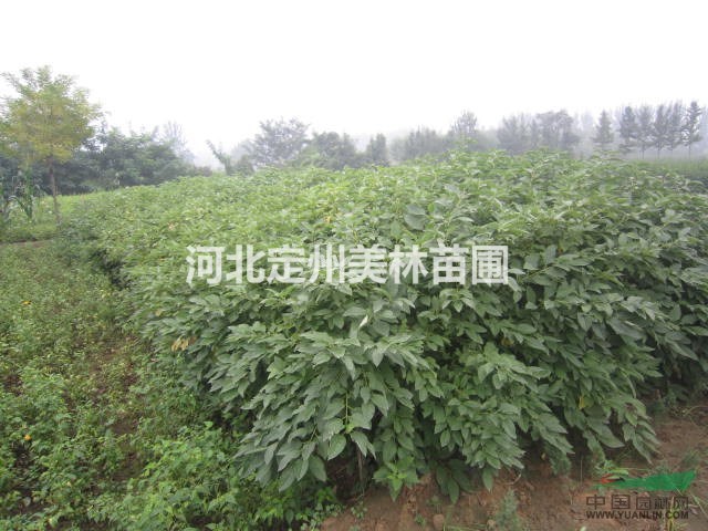 大量供应 黄瑞木 金枝红瑞木